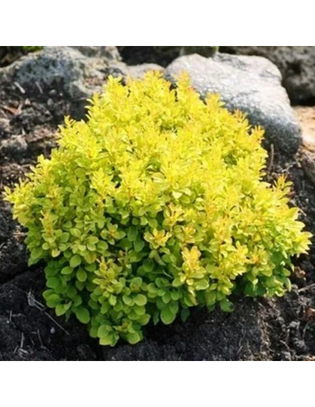 Berberis thunbergii Berberys Thunberga Tiny Gold