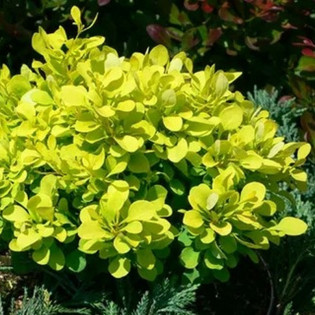 Berberis thunbergii Berberys Thunberga Tiny Gold 2