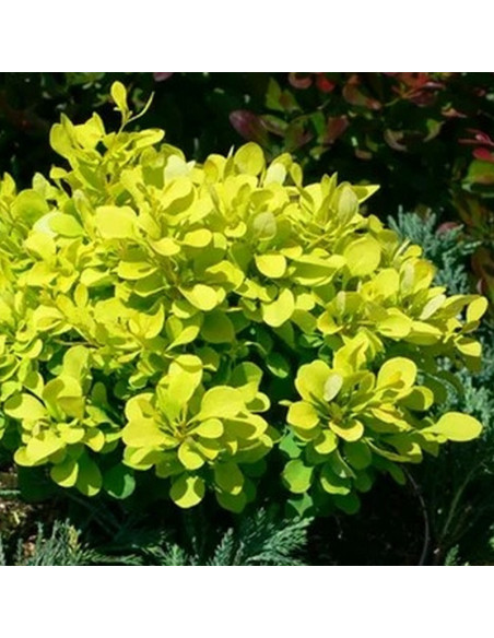 Berberys Thunberga Tiny Gold Berberis thunbergii