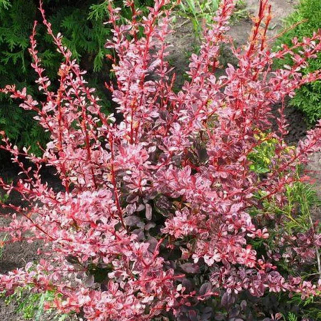 Harlequin Berberys Thunberga Berberis thunbergii