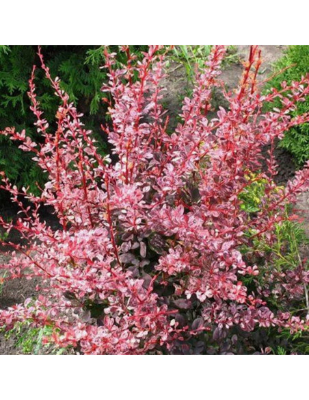 Harlequin Berberys Thunberga Berberis thunbergii