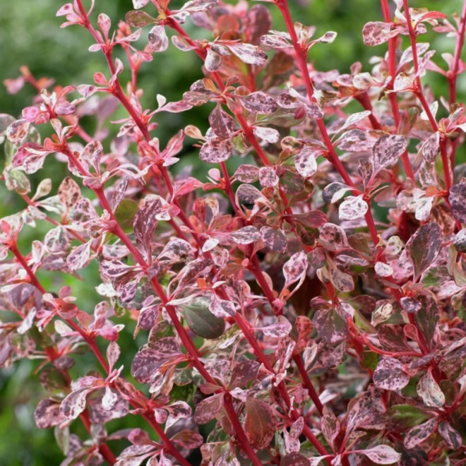 Berberys Thunberga Harlequin Berberis thunbergii