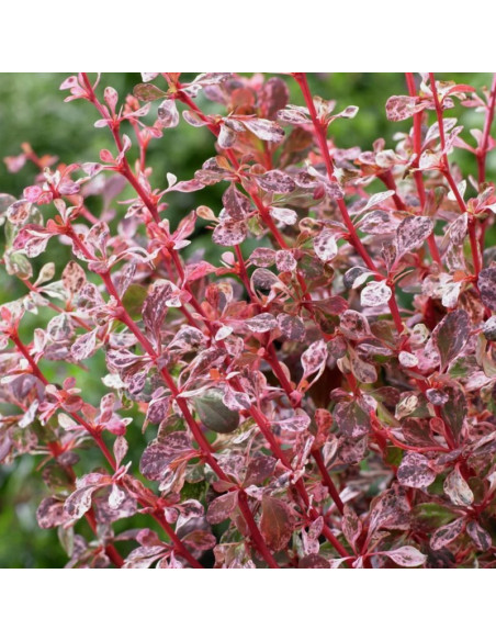 Berberys Thunberga Harlequin Berberis thunbergii