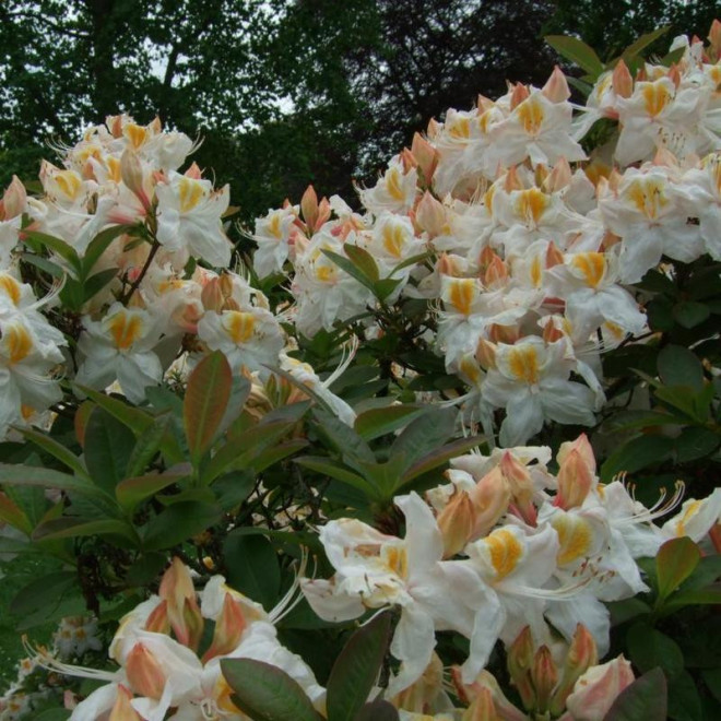Rhododendron (Knaphill) Azalia wielkokwiatowa Silver Slipper