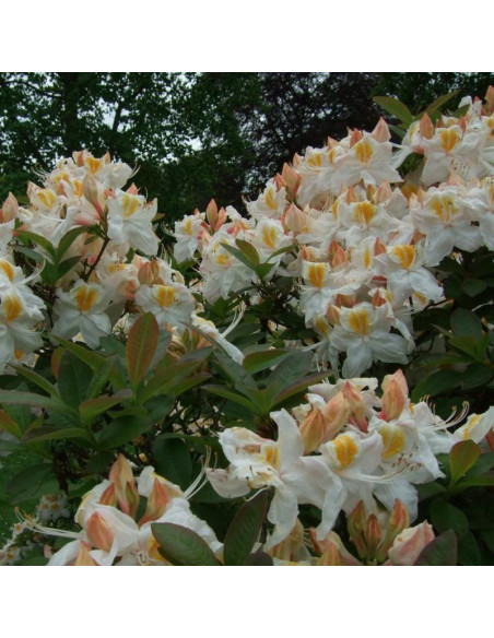 Rhododendron (Knaphill) Azalia wielkokwiatowa Silver Slipper