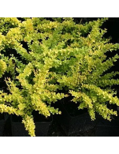 Berberys Thunberga Sunsation Berberis thunbergii