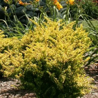 Berberys Thunberga Sunsation Berberis thunbergii 2