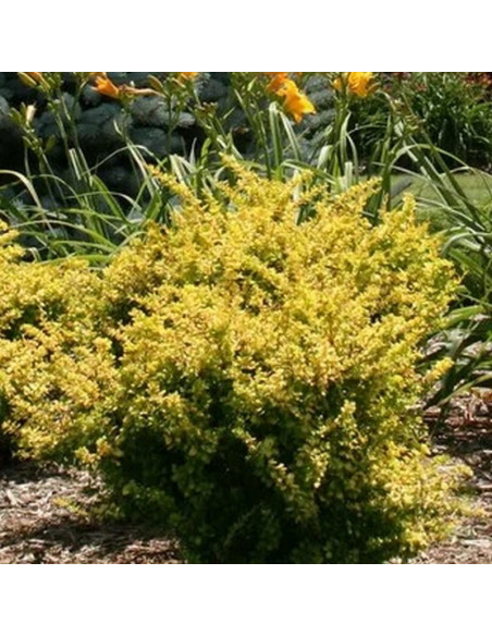 Berberis thunbergii Berberys Thunberga Sunsation