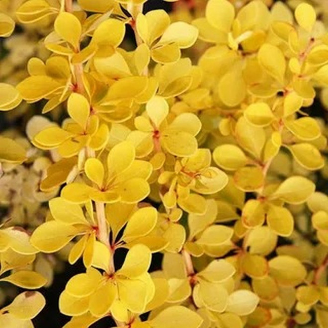Berberis thunbergii Berberys Thunberga Sunny