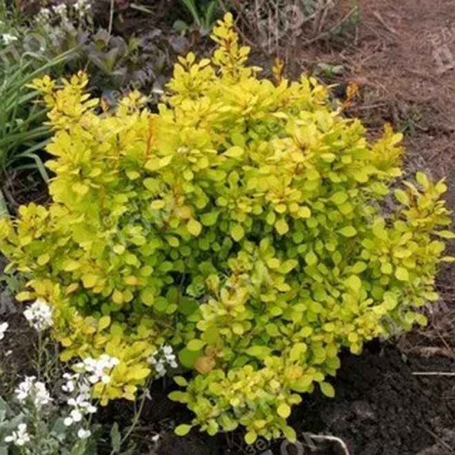 Berberys Thunberga Sunny Berberis thunbergii