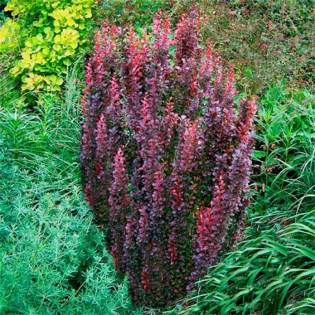 Red Pillar Berberis thunbergii Berberys Thunberga 2