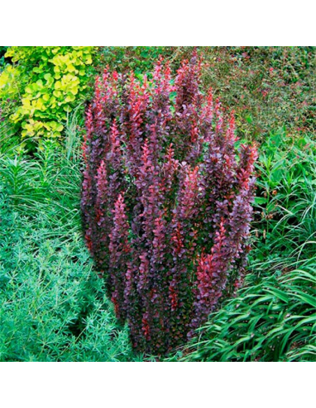 Red Pillar Berberys Thunberga Berberis thunbergii