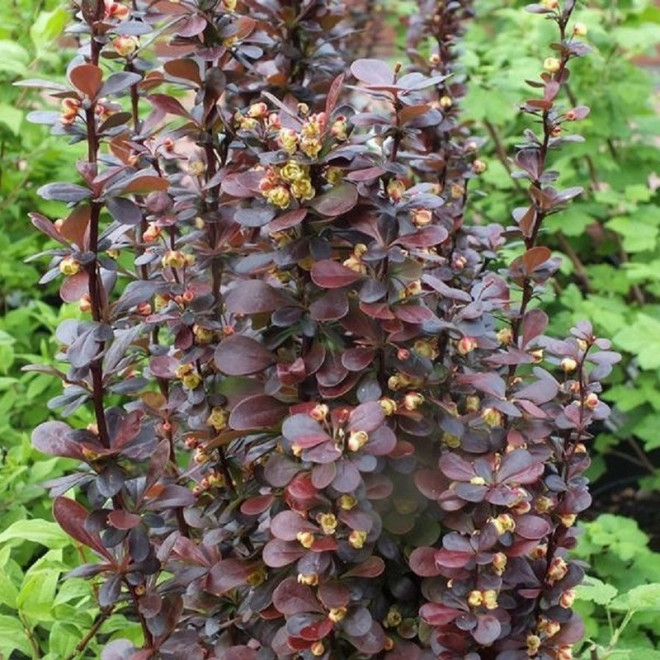 Berberys Thunberga Red Pillar Berberis thunbergii
