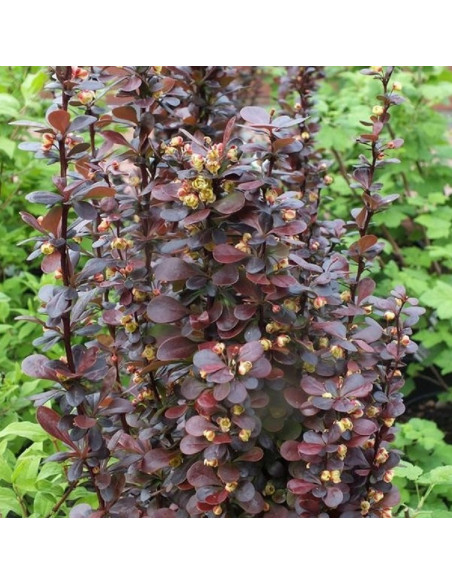 Berberys Thunberga Red Pillar Berberis thunbergii