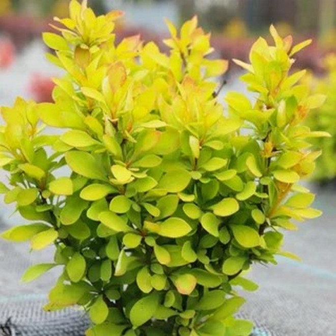 Berberis thunbergii Berberys Thunberga Summer Sunset