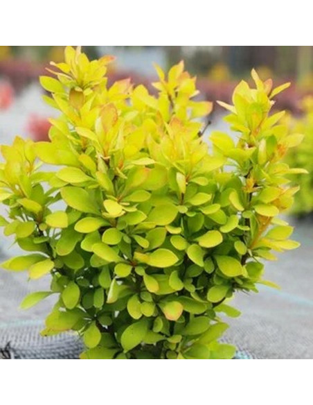 Berberis thunbergii Berberys Thunberga Summer Sunset