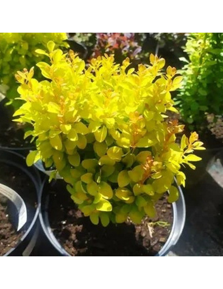 Berberys Thunberga Summer Sunset Berberis thunbergii