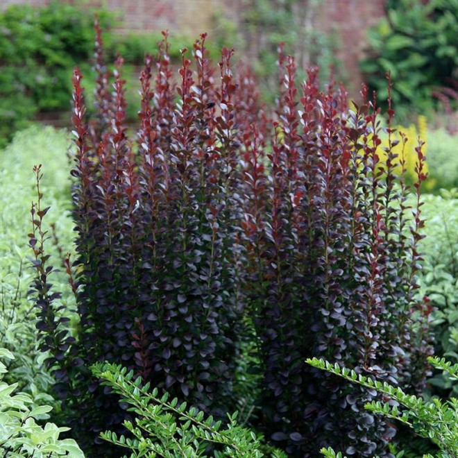 Berberys Thunberga Helmond Pillar Berberis thunbergii