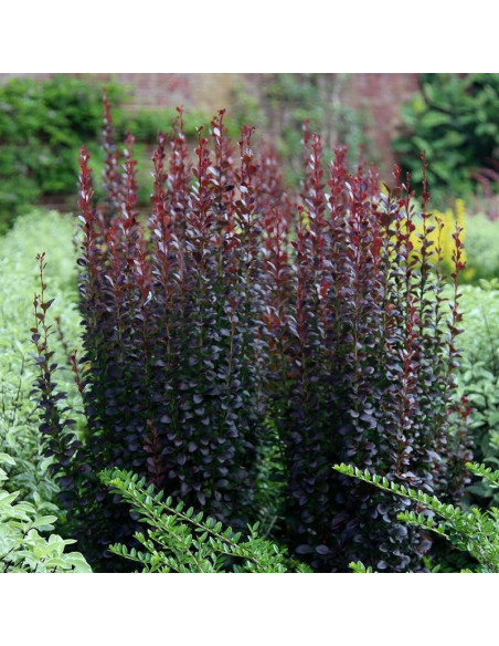 Berberys Thunberga Helmond Pillar Berberis thunbergii