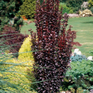 Berberys Thunberga Helmond Pillar Berberis thunbergii 2
