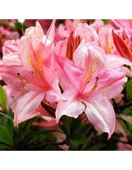 Azalia wielkokwiatowa Soir de Paris Rhododendron