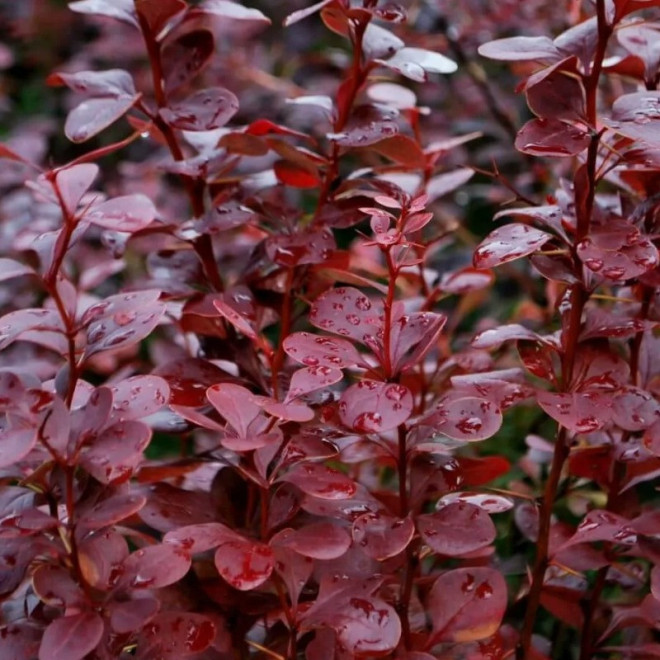 Red Pillar Berberis thunbergii Berberys Thunberga