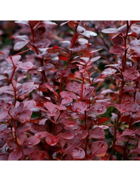 Red Pillar Berberis thunbergii Berberys Thunberga