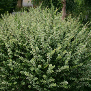 Berberys Thunberga Kelleris Berberis thunbergii 2