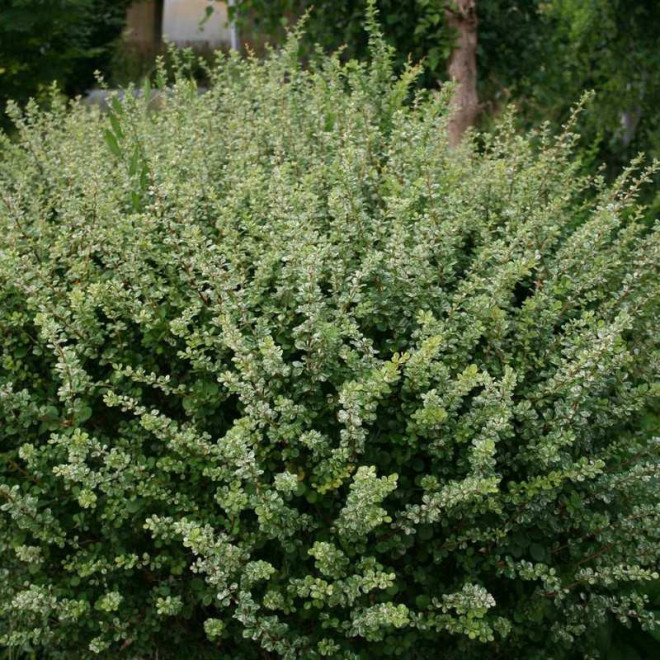 Berberis thunbergii Kelleris Berberys Thunberga