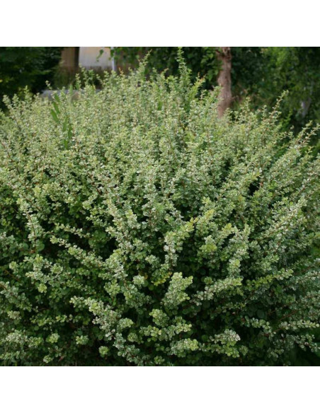 Berberis thunbergii Kelleris Berberys Thunberga