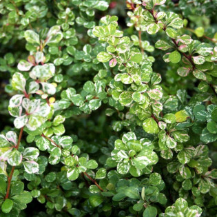 Berberys Thunberga Kelleris Berberis thunbergii