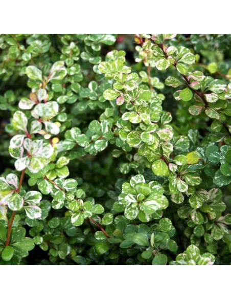 Berberys Thunberga Kelleris Berberis thunbergii