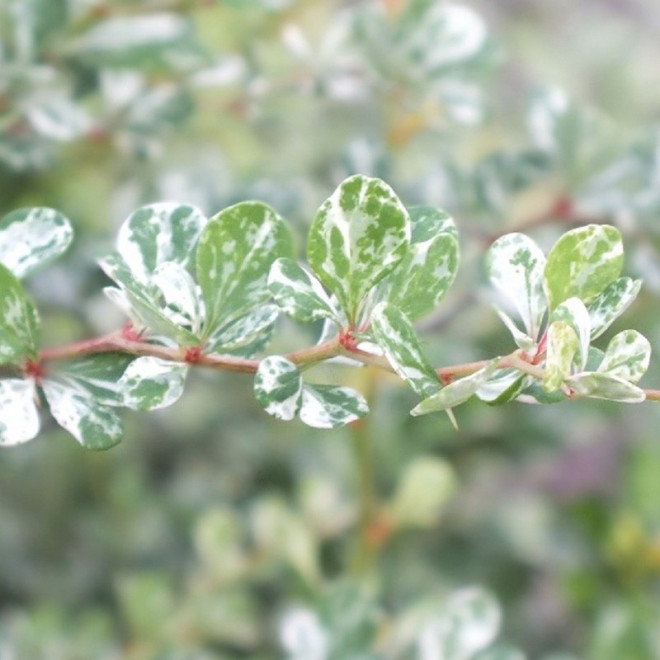 Thunberga Kelleris Berberis thunbergii Berberys