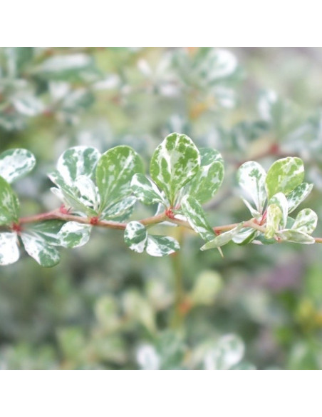 Thunberga Kelleris Berberis thunbergii Berberys