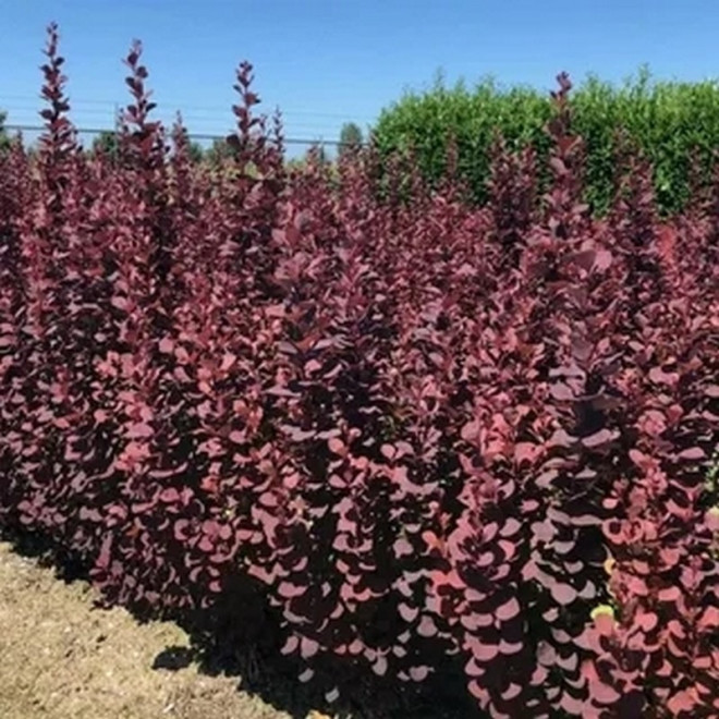 Berberis thunbergii Berberys Thunberga Summer Chocolate