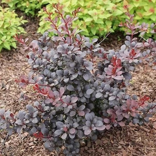Berberis thunbergii Berberys Thunberga Summer Chocolate 2