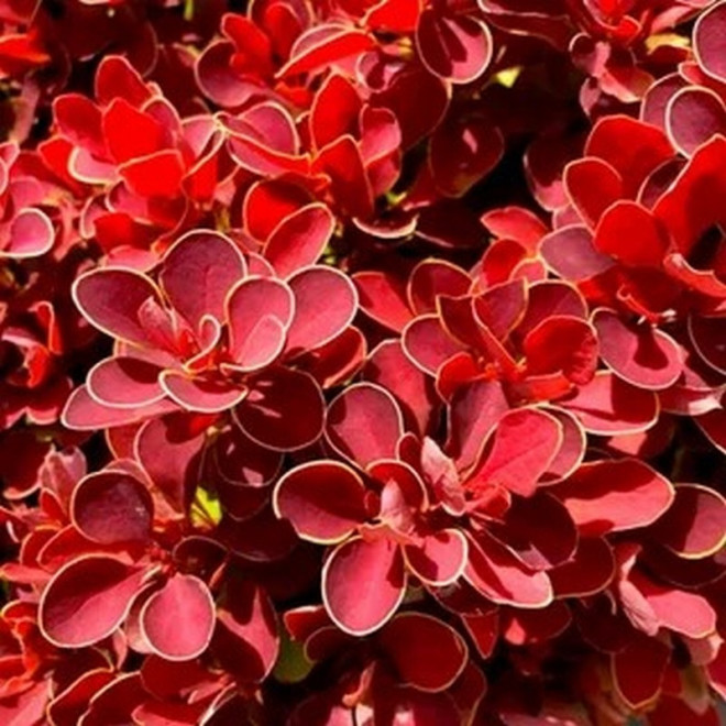 Berberis thunbergii Berberys Thunberga Ruby Star PBR