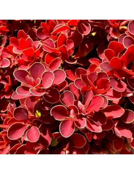 Berberis thunbergii Berberys Thunberga Ruby Star PBR