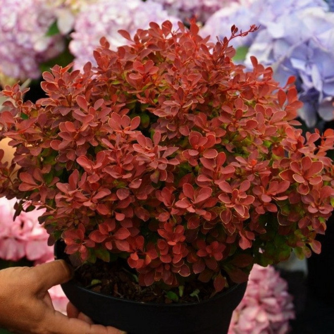 Berberys Thunberga Ruby Star PBR Berberis thunbergii