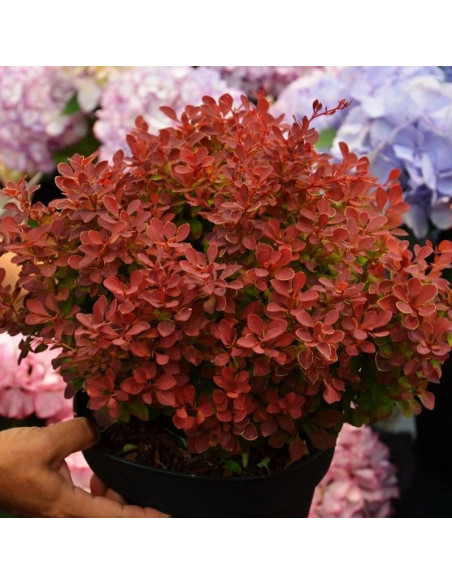 Berberys Thunberga Ruby Star PBR Berberis thunbergii