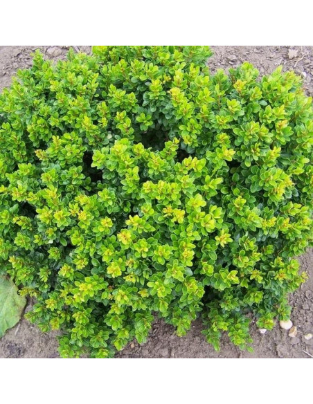 Berberys Thunberga Kobold Berberis thunbergii