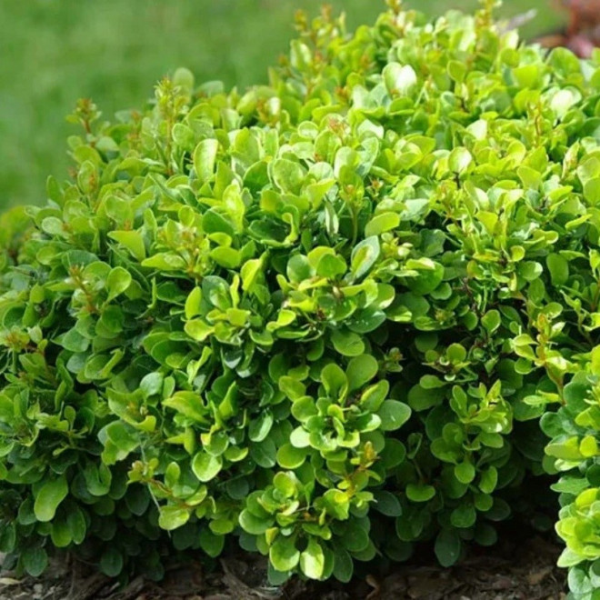 Kobold Berberis thunbergii Berberys Thunberga