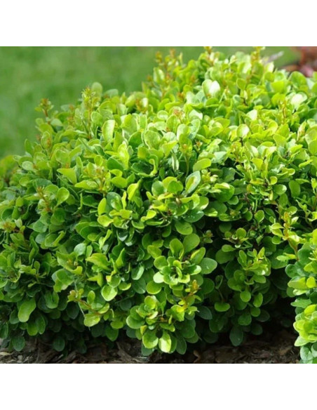 Kobold Berberis thunbergii Berberys Thunberga