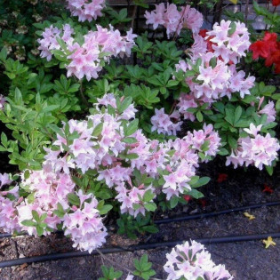 Azalia wielkokwiatowa Soir de Paris Rhododendron 2