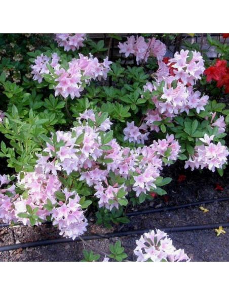 Soir de Paris Azalia wielkokwiatowa  Rhododendron