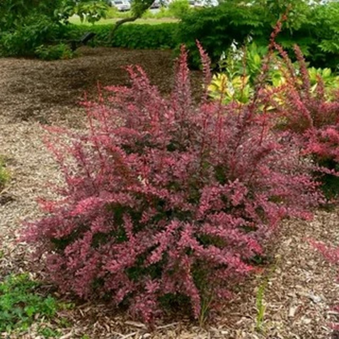 Berberys Thunberga Rose Glow Berberis thunbergii