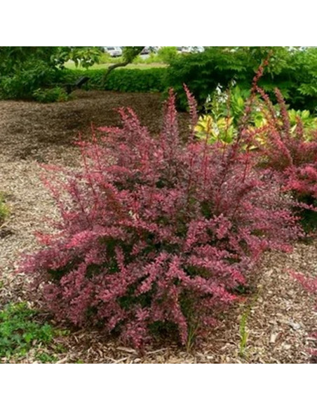 Berberys Thunberga Rose Glow Berberis thunbergii