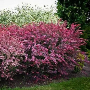 Berberys Thunberga Rose Glow Berberis thunbergii 2