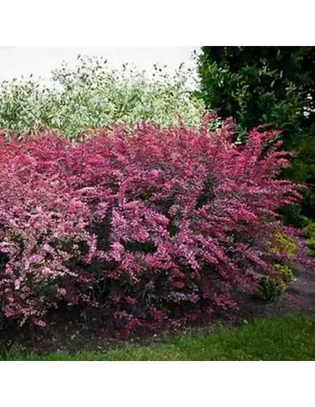 Berberis thunbergii Berberys Thunberga Rose Glow