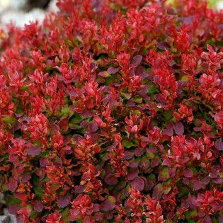 Lutin Rouge PBR Berberis thunbergii Berberys Thunberga 2